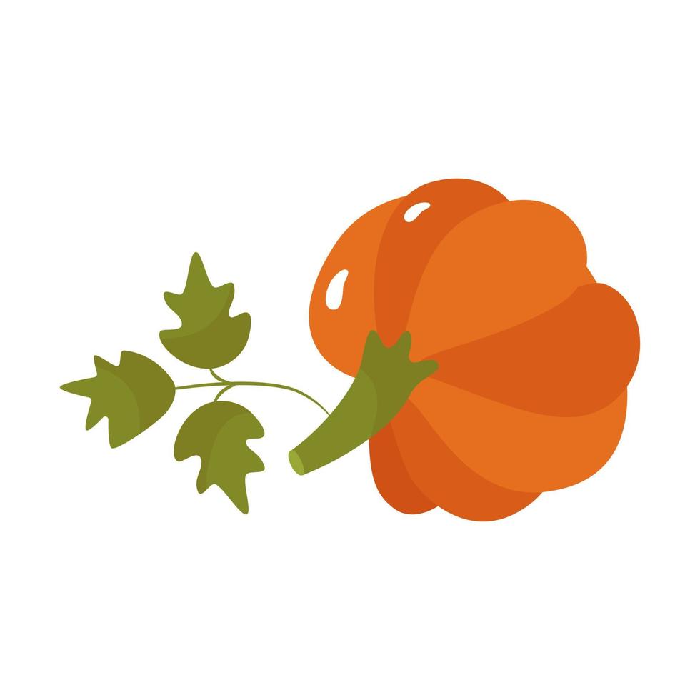 abóbora laranja com folhas verdes, crachá, adesivo. ilustração vetorial sobre o tema do outono e halloween. isolado. vetor