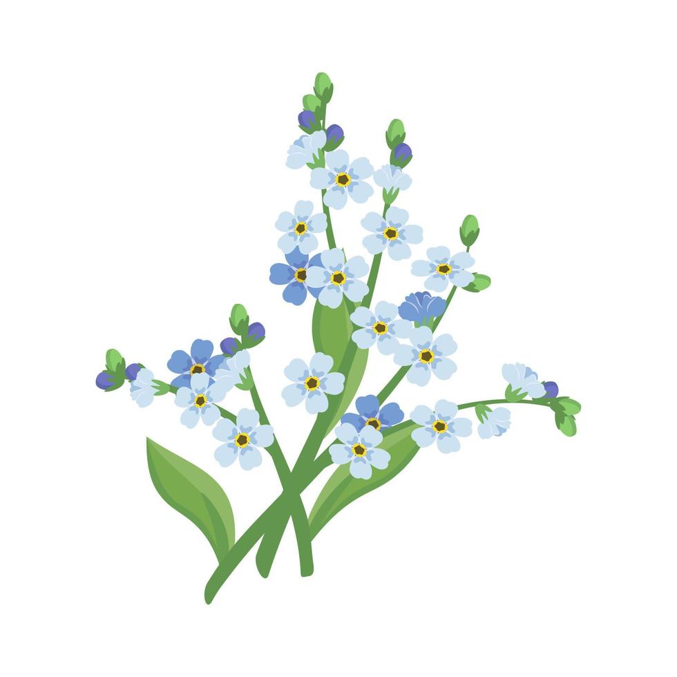 pequeno azul não me esqueça flores com caules e folhas. plantas com flores de campo. decoração romântica para casamento e design. ilustração vetorial plana vetor