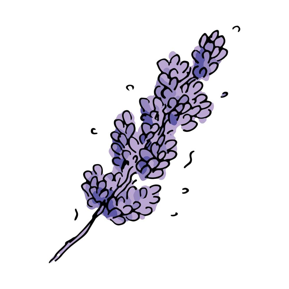 mão desenhada ramo de lavanda vetor isolado no fundo branco. modelo para cartão de felicitações. ilustração botânica fofa para convites de casamento, impressão, web, design, decoração.