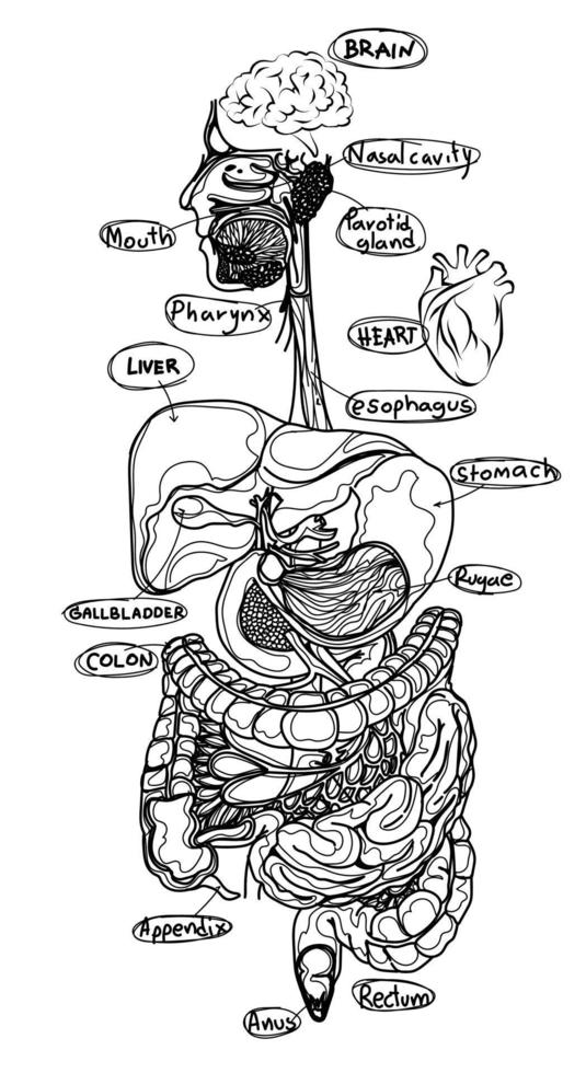 órgãos humanos esboço plano preto e branco vetor