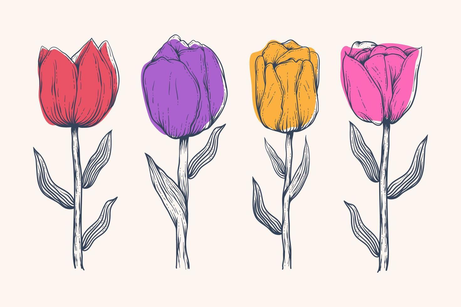 ilustração desenhada à mão de flor de tulipa isolada vetor