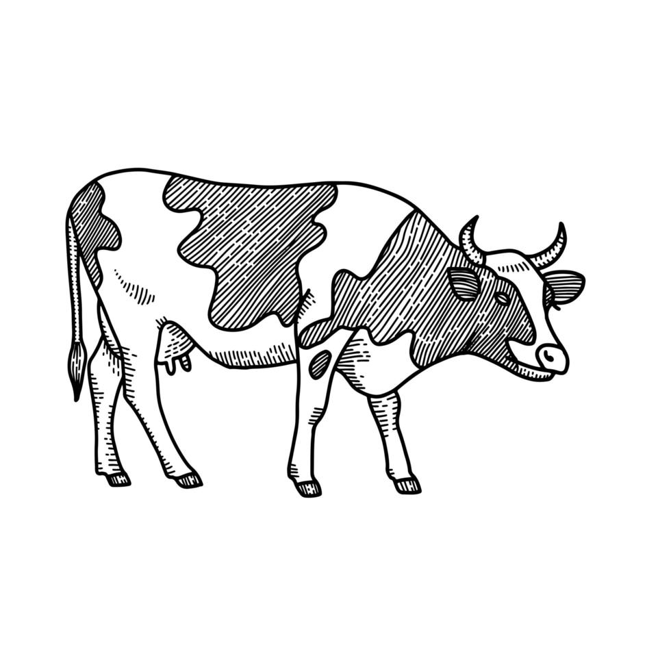 desenho de vaca desenhado à mão. ilustração em vetor estilo gravado isolado no fundo branco.