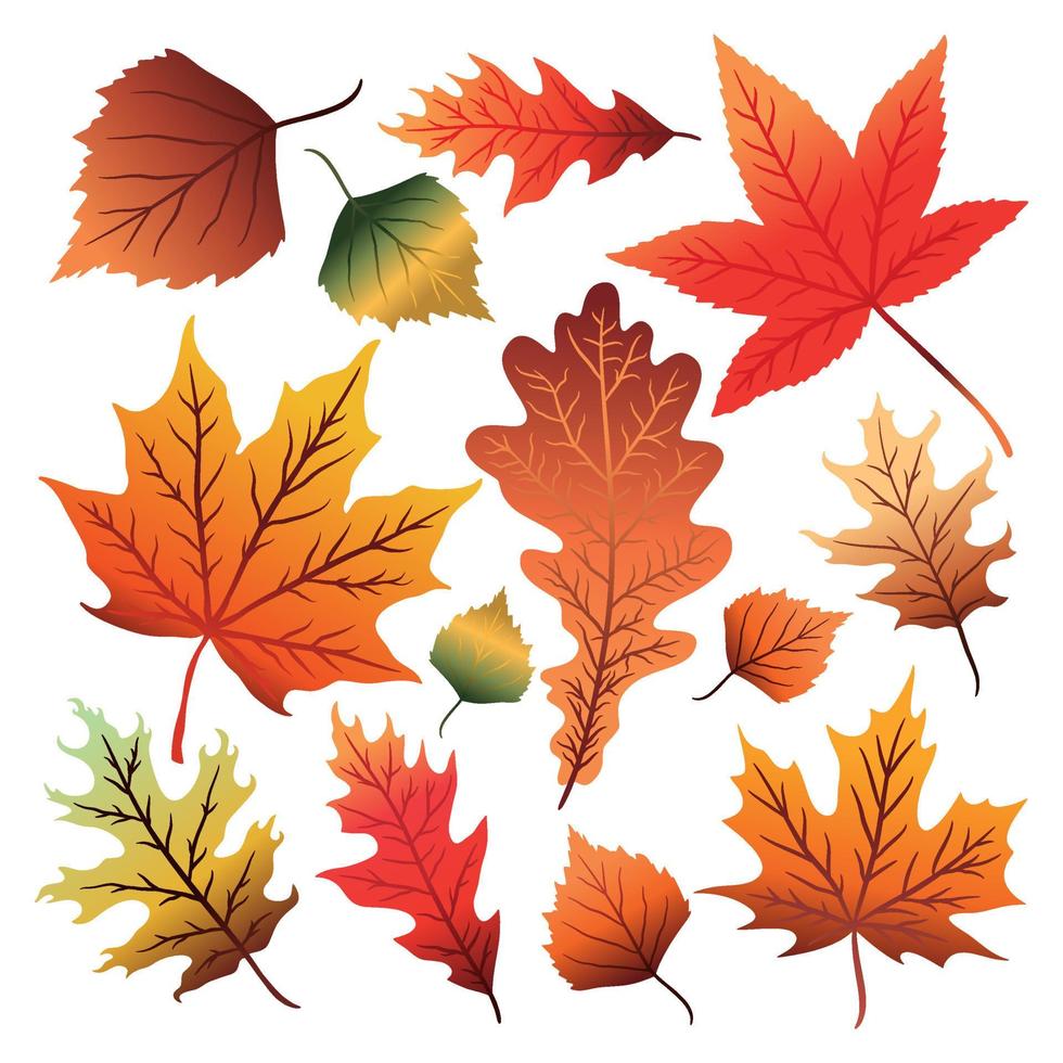 conjunto de folhas de outono coloridas vetor