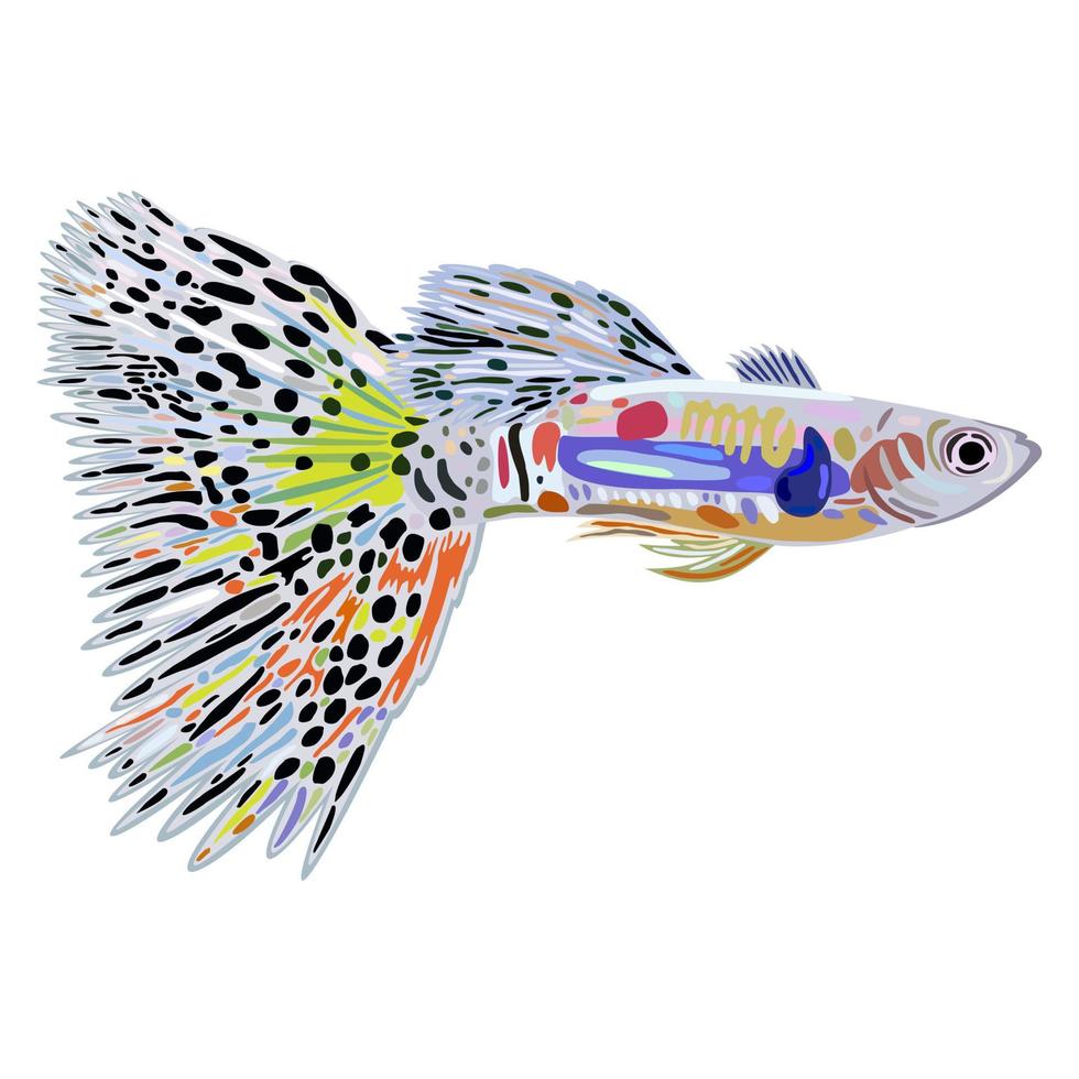 peixe guppy com cauda colorida. vetor