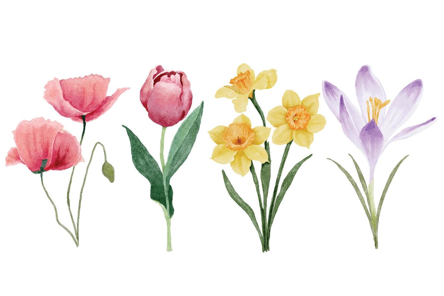tulipa em aquarela e flores da primavera vetor