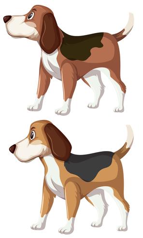 Um, jogo, de, beagle, cão vetor