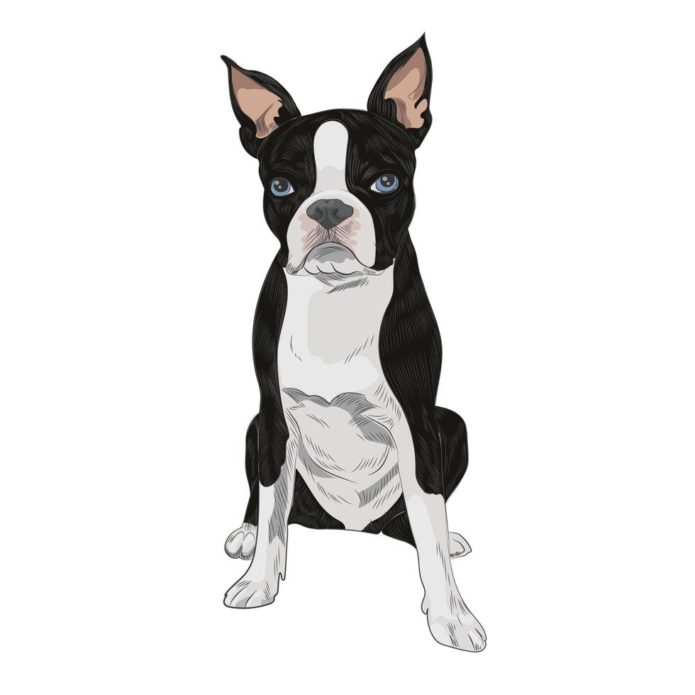 raça de cão Boston Terrier isolada no fundo branco. vetor