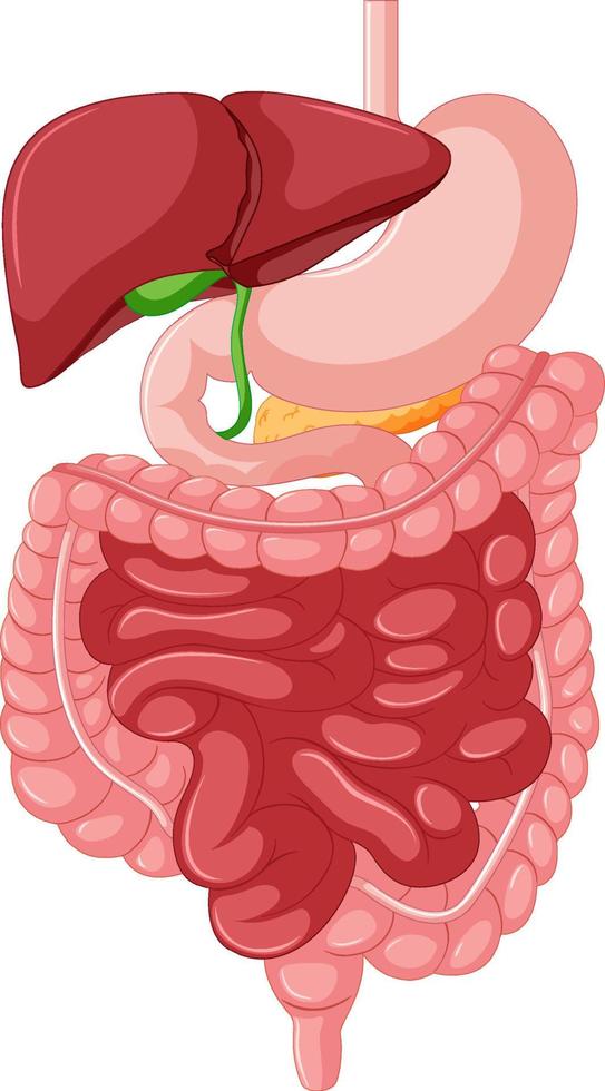 anatomia do trato gastrointestinal para educação vetor
