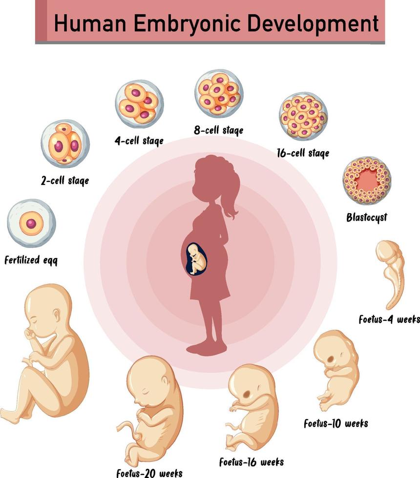 desenvolvimento embrionário humano em infográfico humano vetor