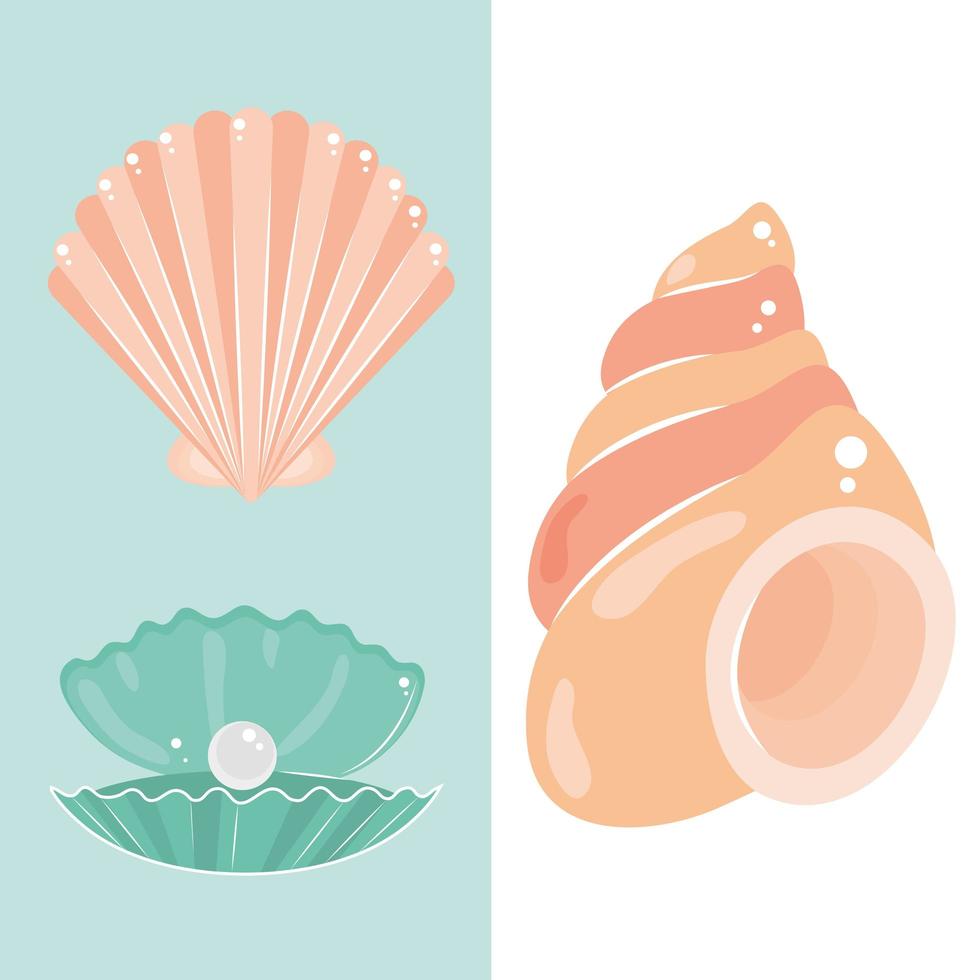 ícones tropicais de conchas vetor