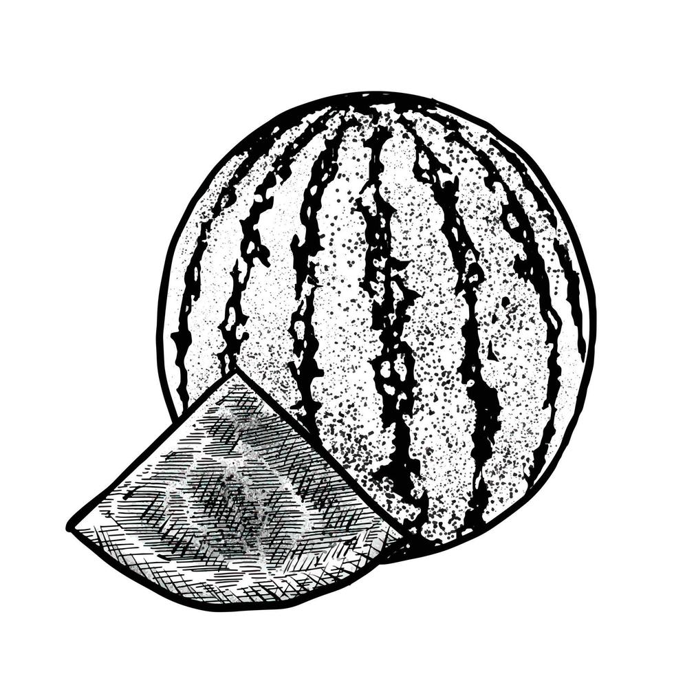 ilustração de melancia em fundo branco vetor
