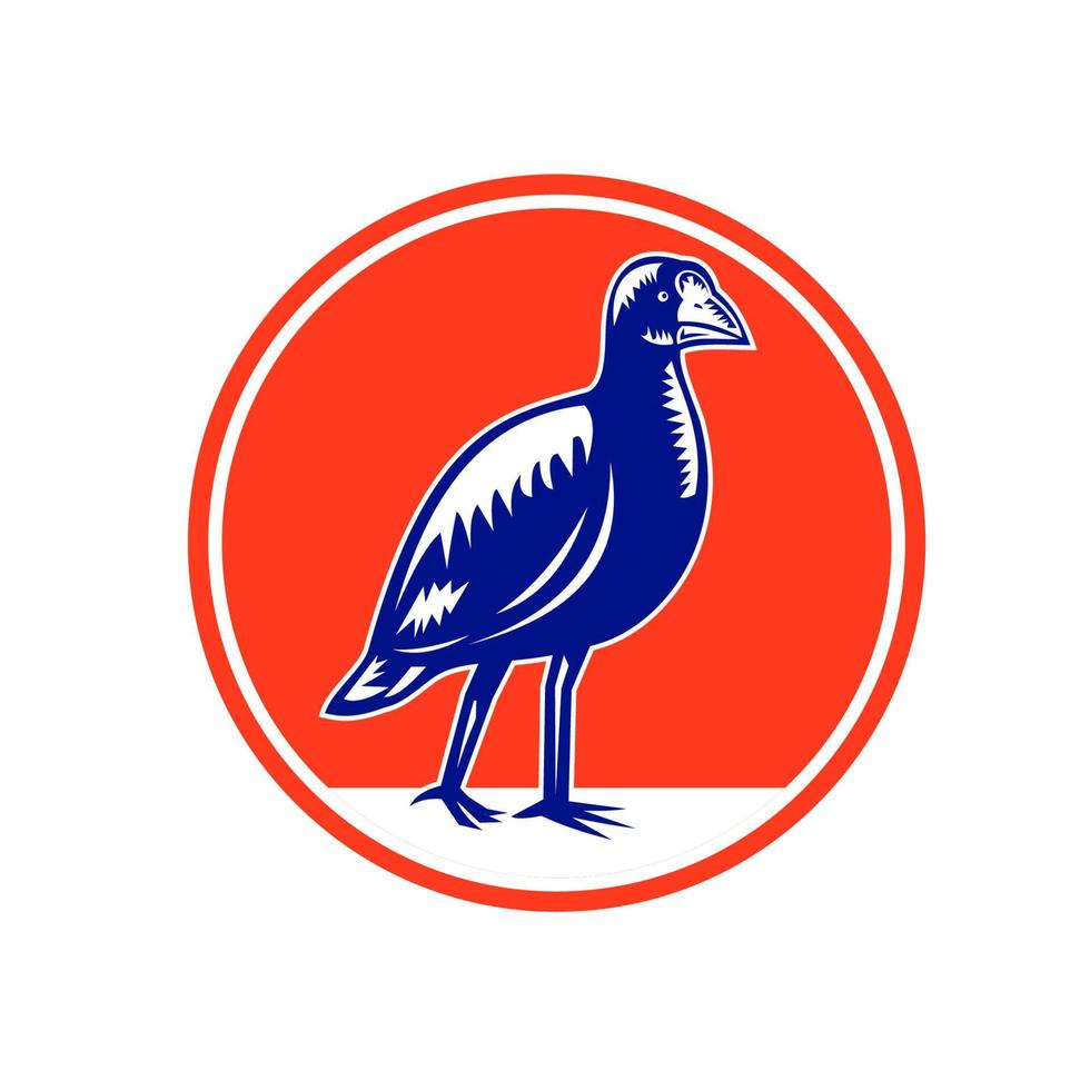 xilogravura do círculo de takahe da ilha sul vetor