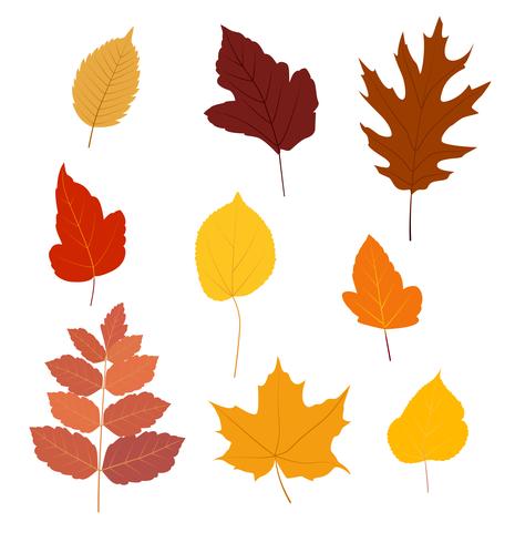 Jogo das folhas de outono coloridas isoladas no fundo branco - Vector a ilustração.