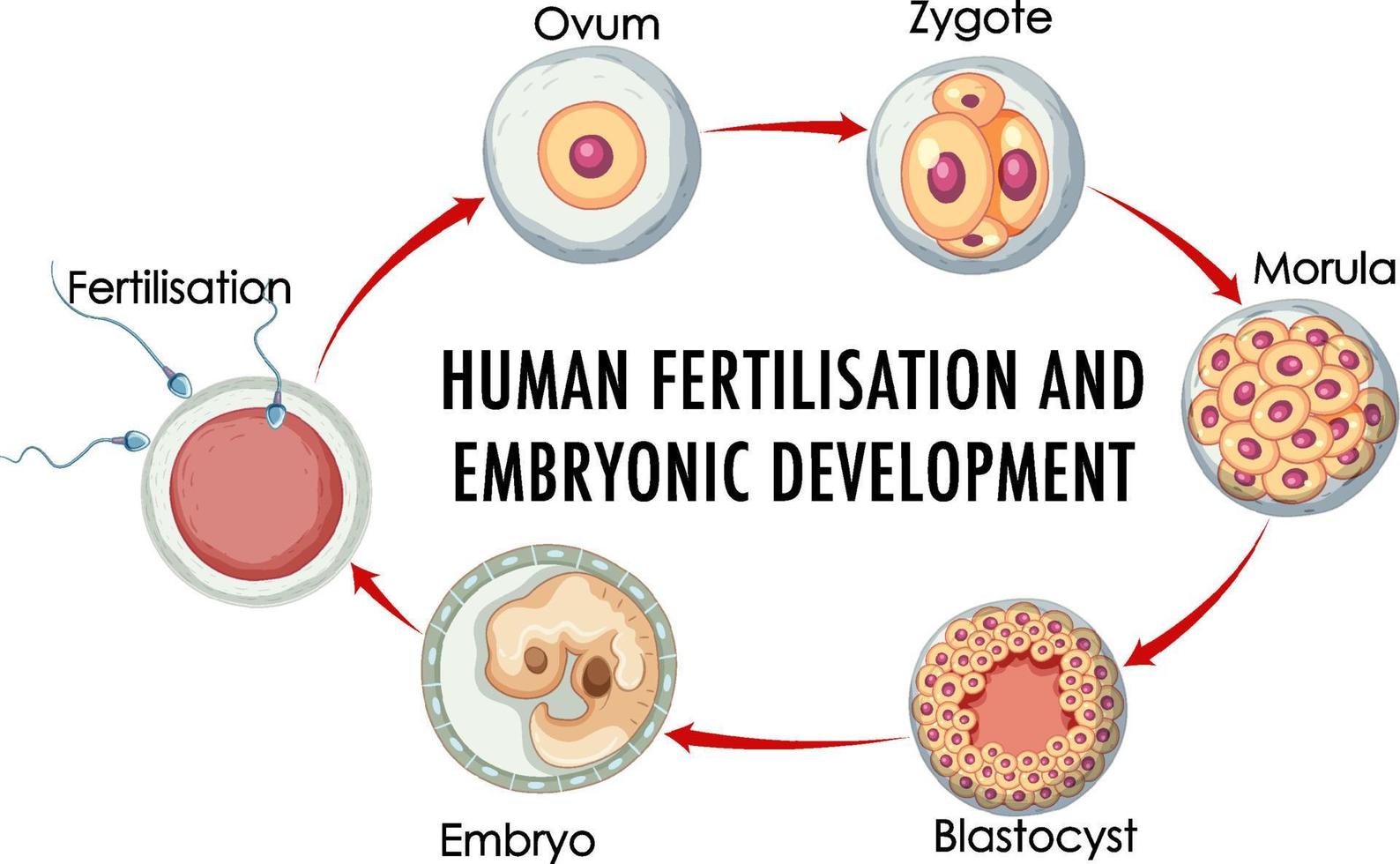 fertilização humana desenvolvimento embrionário em infográfico humano vetor