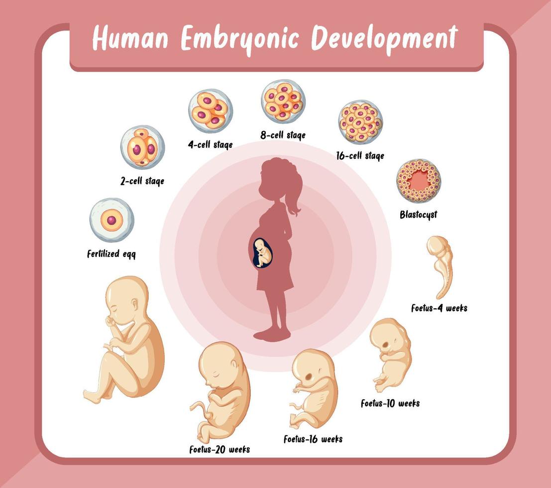 desenvolvimento embrionário humano em infográfico humano vetor