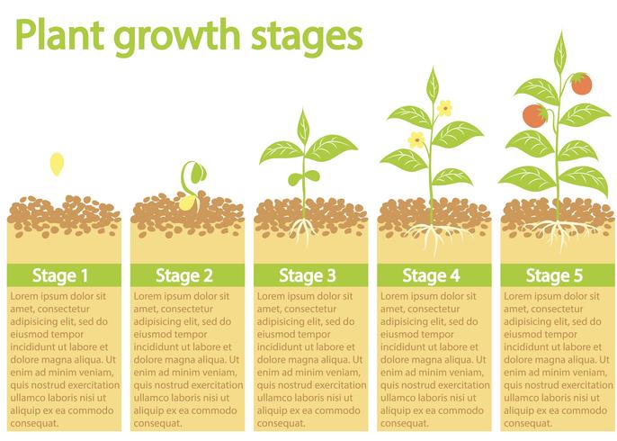 Plantas crescendo infográfico. Processo de crescimento de plantas. Estágios de crescimento de plantas. vetor