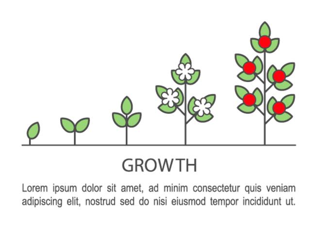 Planta crescente processo infográficos. Ícones de arte de linha de conceito de crescimento. vetor