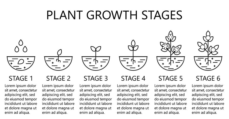 Estágios de crescimento vegetal infográficos. Ícones de arte de linha. Modelo de instrução de plantio. Ilustração de estilo linear isolada no branco. Plantando frutas, legumes processo. vetor