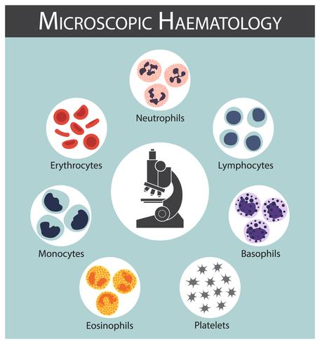 Hematologia Microscópica. vetor