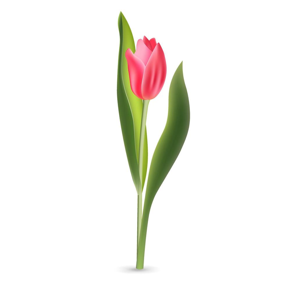tulipa vermelha rosa realista com folhas verdes, isoladas no fundo branco vetor