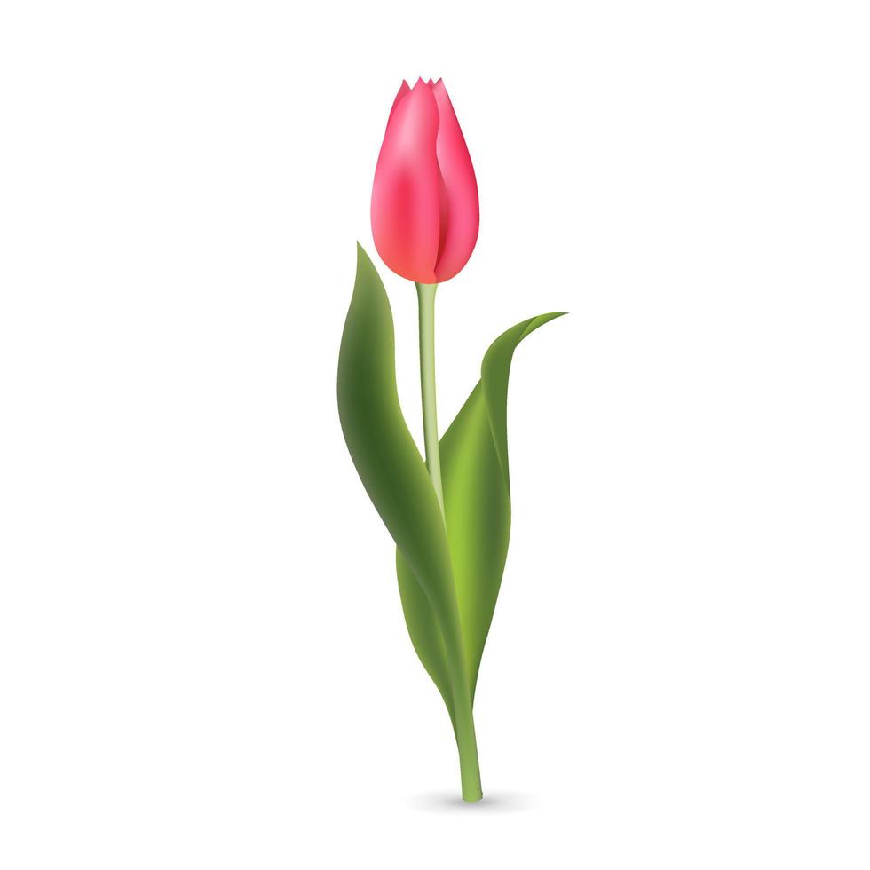 tulipa vermelha rosa realista com folhas verdes, isoladas no fundo branco vetor