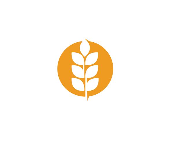 Logotipos de trigo de agricultura vetor