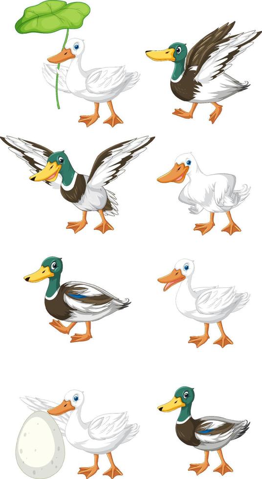 conjunto de diferentes poses de personagens de desenhos animados de patos vetor