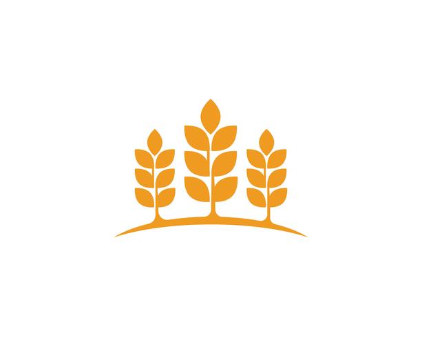 Logotipos de trigo de agricultura vetor