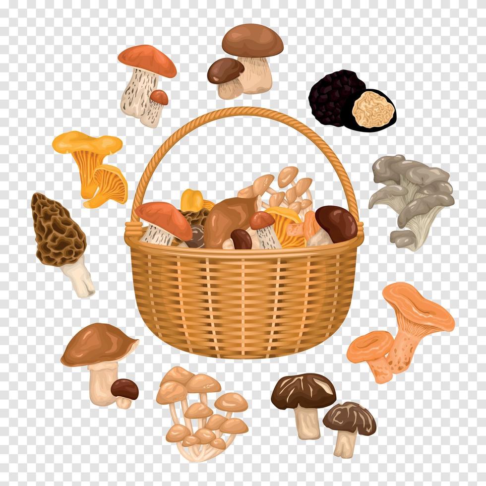 cesta com cogumelos comestíveis vetor