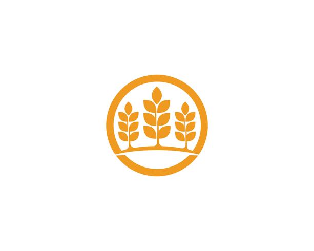 Logotipos de trigo de agricultura vetor