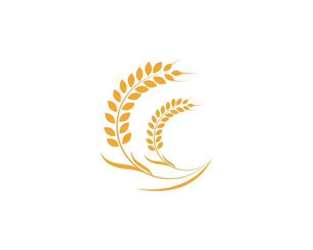 Agricultura trigo Logo Template vector ícone do design