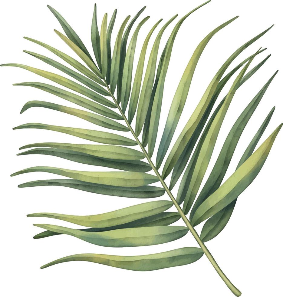folha de palmeira tropical verde. planta tropical. ilustração em aquarela de pintados à mão isolada no branco. vetor
