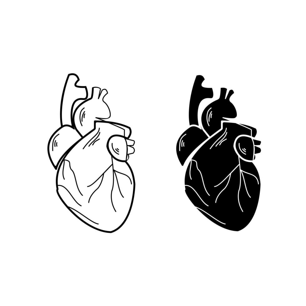 representação esquemática do coração humano, contorno e silhueta de um órgão interno vetor