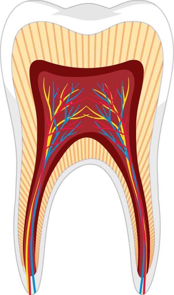fundo branco de íon anatomia do dente vetor
