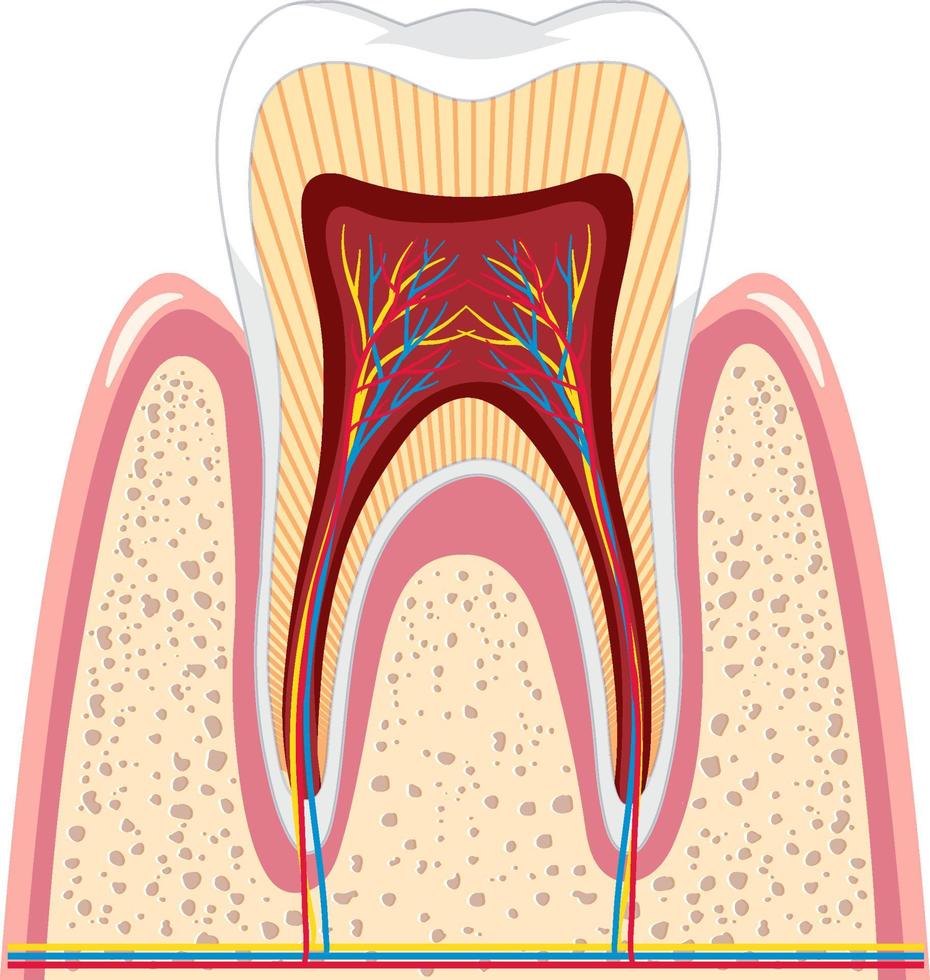 anatomia do dente na goma no fundo branco vetor