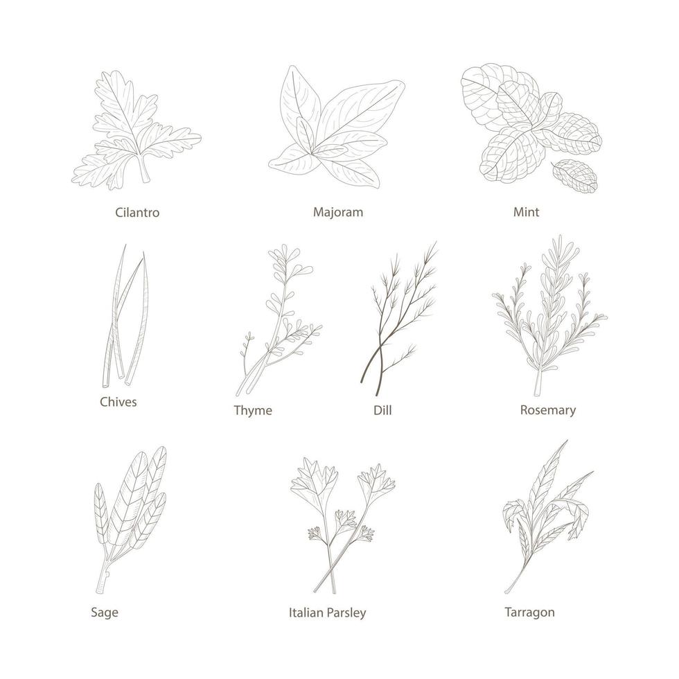 conjunto desenhado à mão com ervas e especiarias. elementos de design isolados no branco. ícones de cozinha. vetor