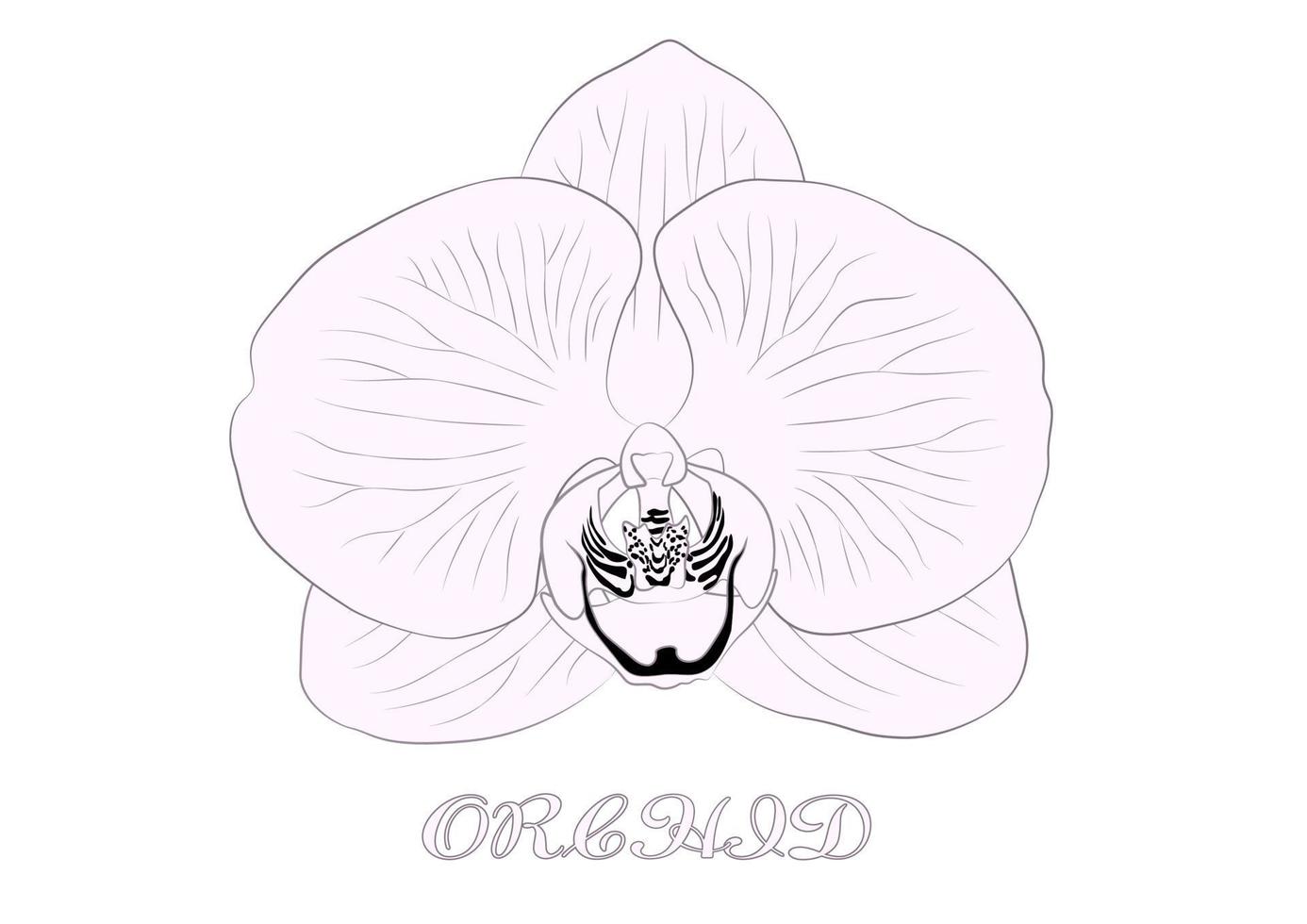 vetor de flor de orquídea