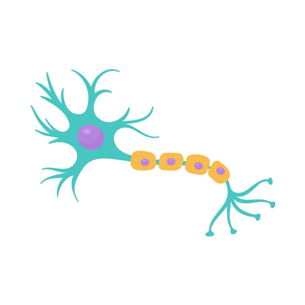 modelo de neurônio sensorial humano para estudos de biologia vetor