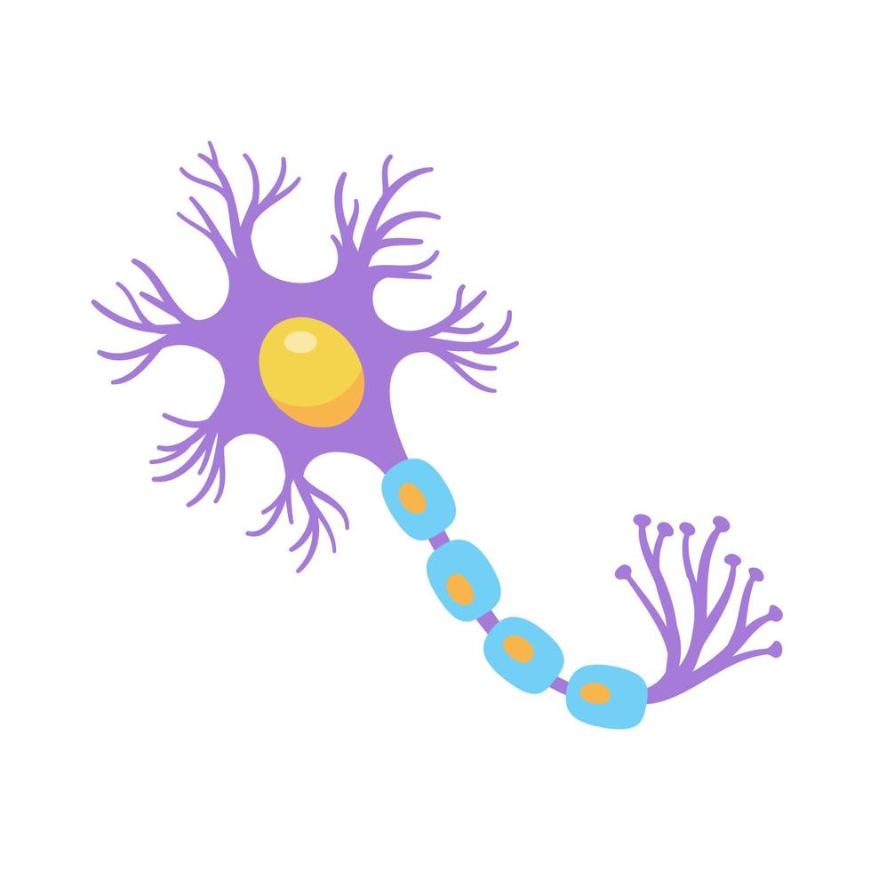 modelo de neurônio sensorial humano para estudos de biologia vetor