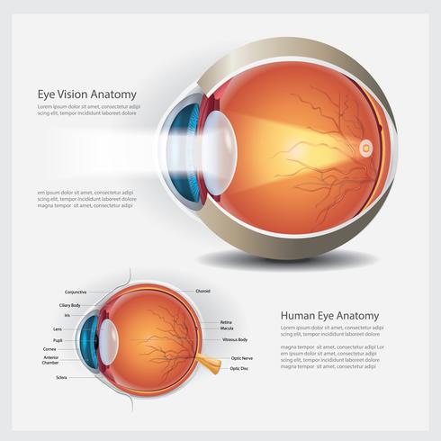 Anatomia do olho humano e ilustração vetorial de lente normal vetor