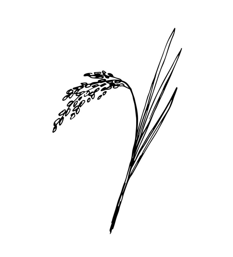 ilustração vetorial simples desenhados à mão em contorno preto. espigueta de arroz, cereais, cultivo orgânico de plantas, agricultura de colheita sazonal. comida, pão, farinha. para rótulos, loja, mercado. vetor