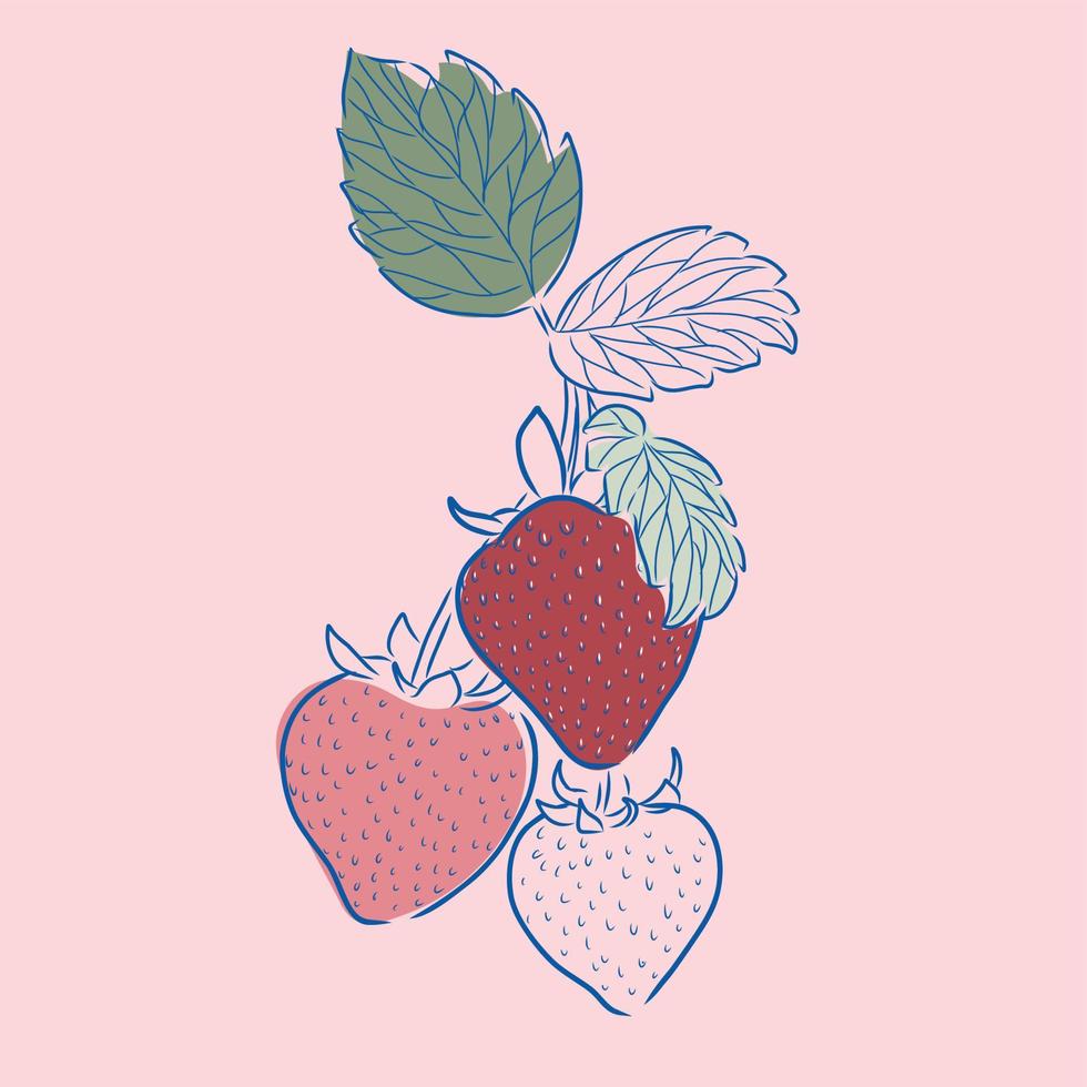 morango ilustração desenho de frutas frescas. vetor vintage desenhado à mão