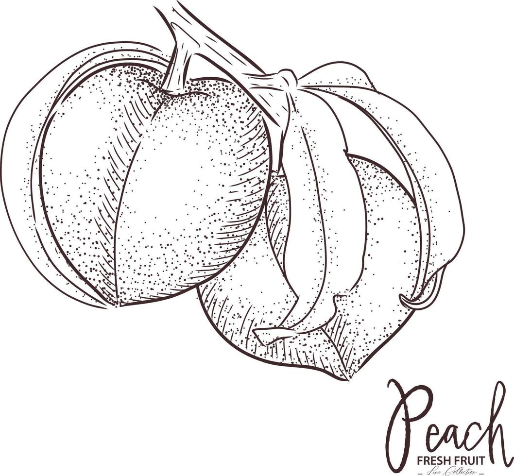 desenho de frutas frescas de ilustração de pêssego. vetor vintage desenhado à mão