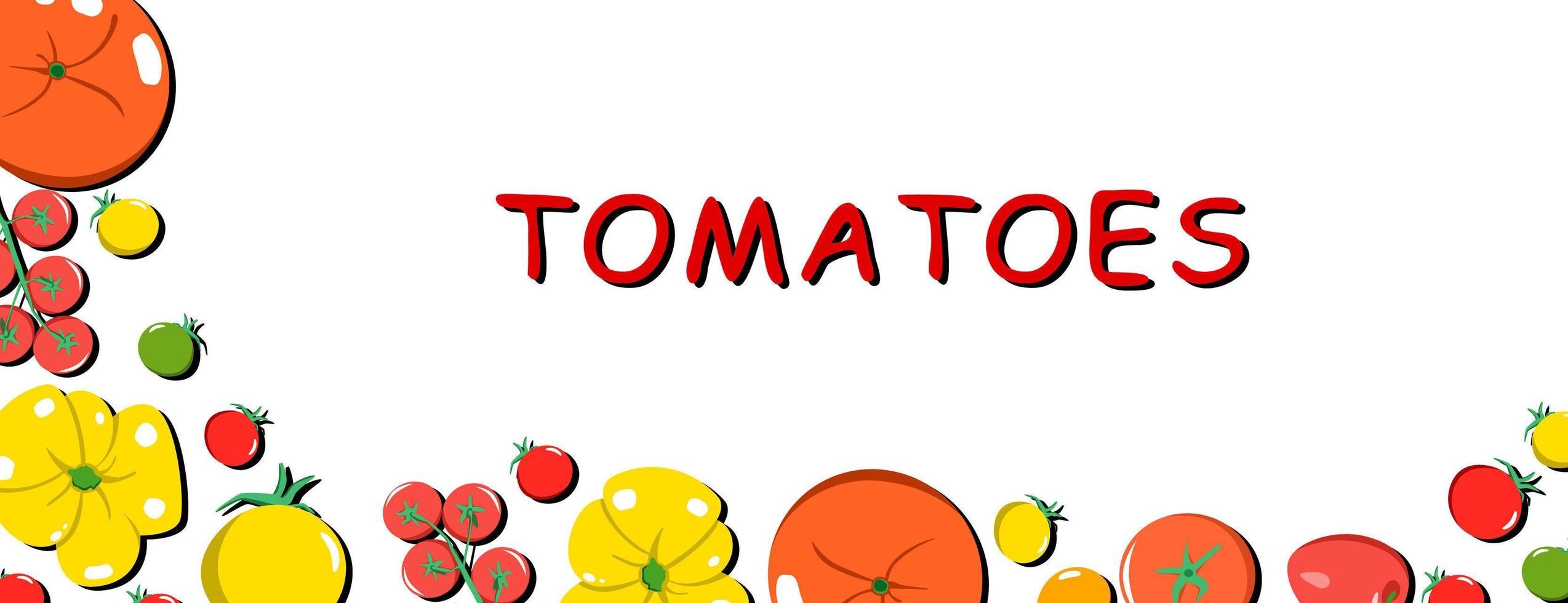 bandeira vetorial brilhante de diferentes variedades de tomates. vetor