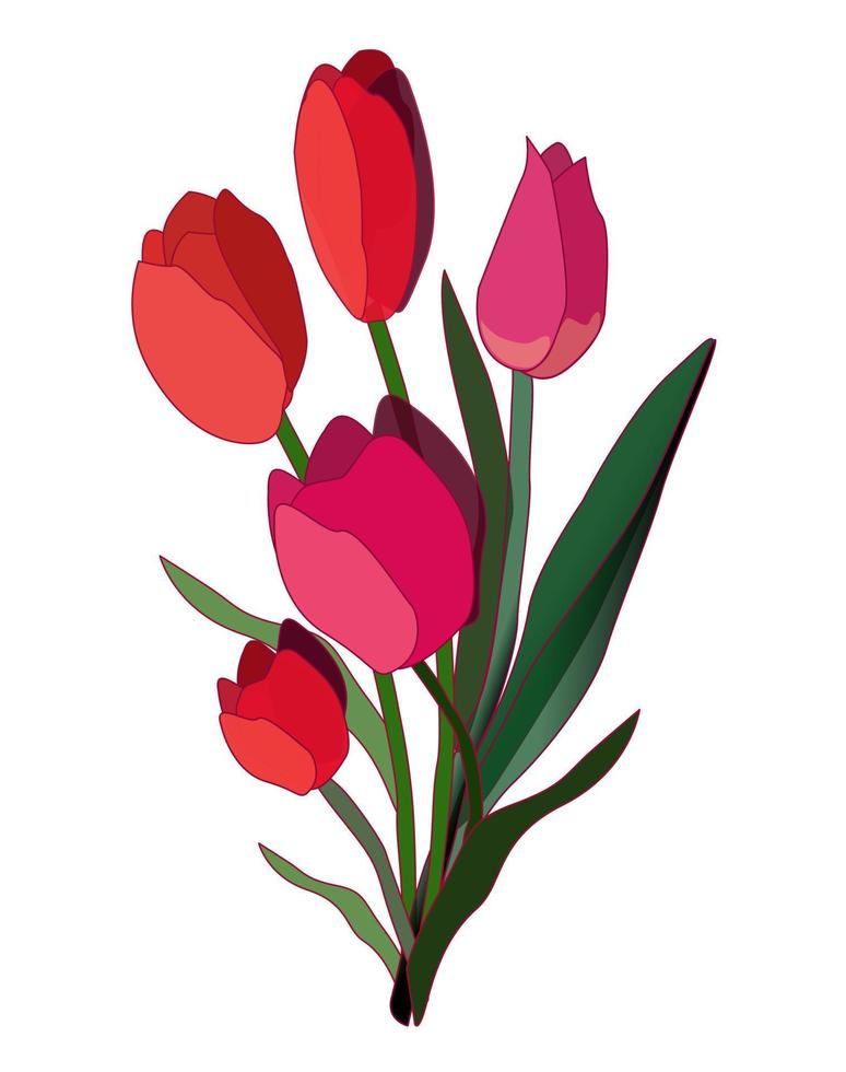 buquê de tulipas florescendo, ilustração vetorial vetor