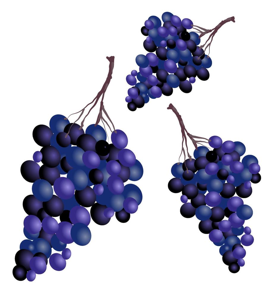 ameaça de uvas para vinho, ilustração vetorial em um fundo branco vetor