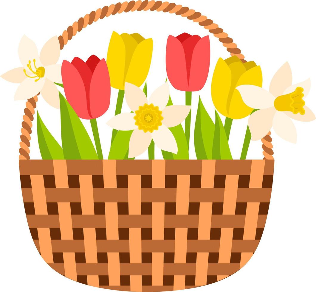 cesta de vime com tulipas e narcisos. flores da primavera, um símbolo do início da primavera, jardinagem. elemento decorativo para um cartão postal. ilustração vetorial em um estilo simples. isolado no branco. vetor