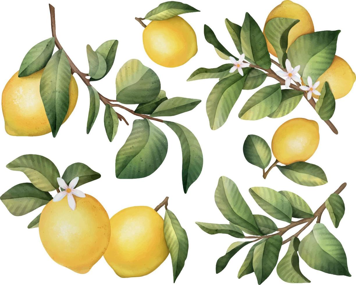 ilustração em aquarela de conjunto de frutas de limão isolada no fundo branco vetor