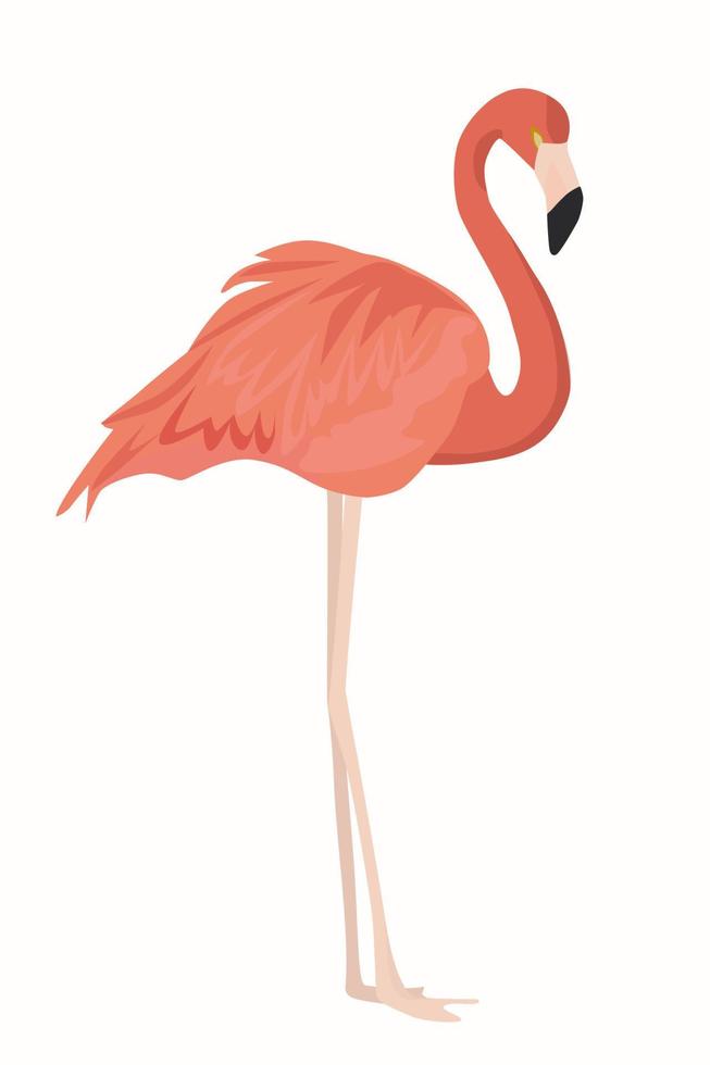 flamingo rosa em um fundo branco. vetor