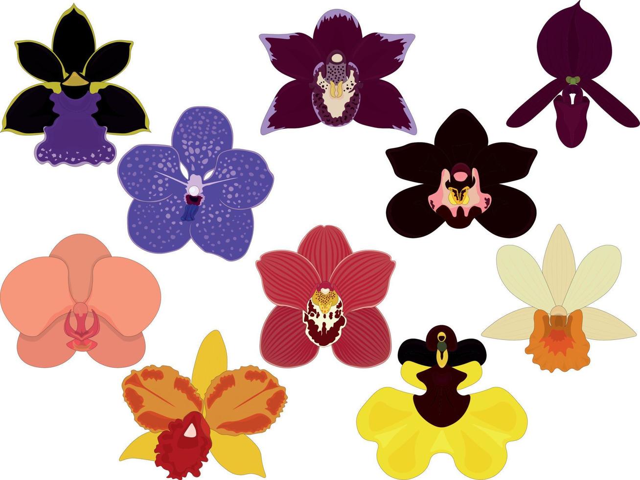 tipos de orquídeas, ilustração em vetor de coleção de flores epífitas de  cores variadas tropicais 6553655 Vetor no Vecteezy